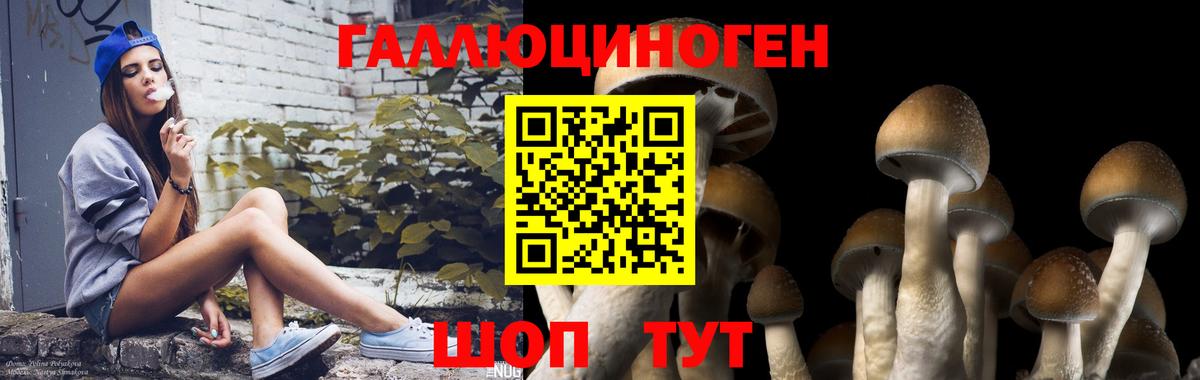 Галлюциногенные грибы Psilocybe Новочебоксарск